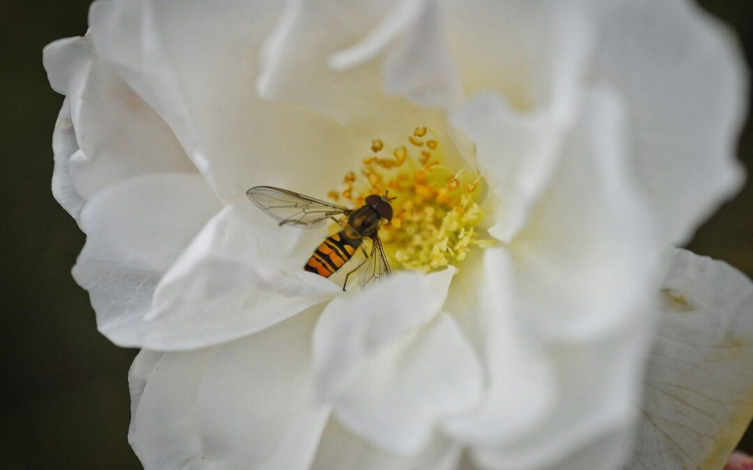 비나 솔라나 화이트의 매력을 탐구하다